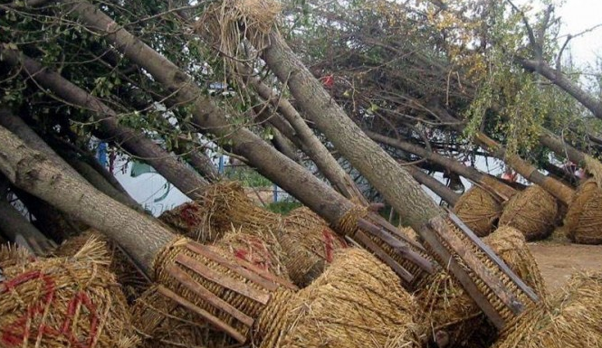 關于樹木帶土球挖掘標準